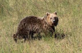 Εθνικό Πάρκο Βόρειας Πίνδου / Νεκρή αρκούδα από δηλητηριασμένο δόλωμα