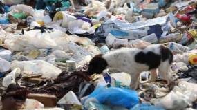 Έλενα Ακρίτα: Η φρίκη στη χωματερή της Ξάνθης με 600 σκυλιά να λιμοκτονούν πρέπει να τελειώσει άμεσα