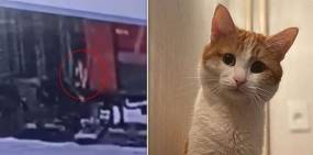 Ρωσία: Οργή για ελεγκτή που πέταξε γάτα από τρένο μέσα στα χιόνια - Ο Twix πέθανε από το κρύο