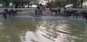 Έβρος / Άγρια άλογα πεθαίνουν αβοήθητα λόγω λειψυδρίας - Οργή των κατοίκων (βίντεο)