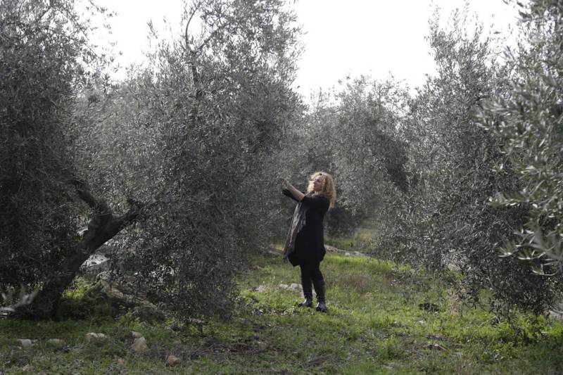 Ελιές με ασπίδα τεχνητής νοημοσύνης – Ερχεται επανάσταση στην αγροτική παραγωγή