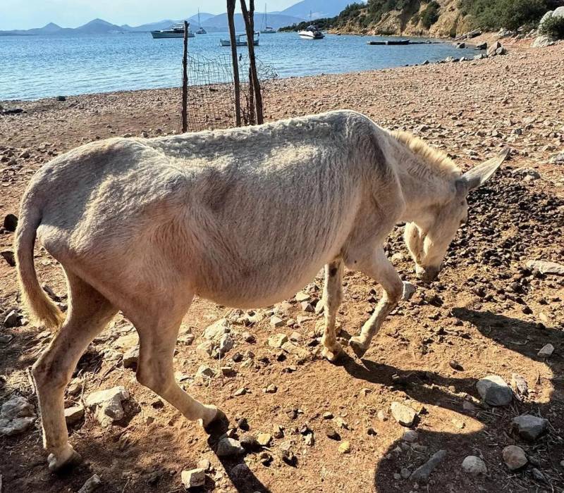 Δοκός: Το νησί που εγκαταλείπουν τα γέρικα και άρρωστα ιπποειδή