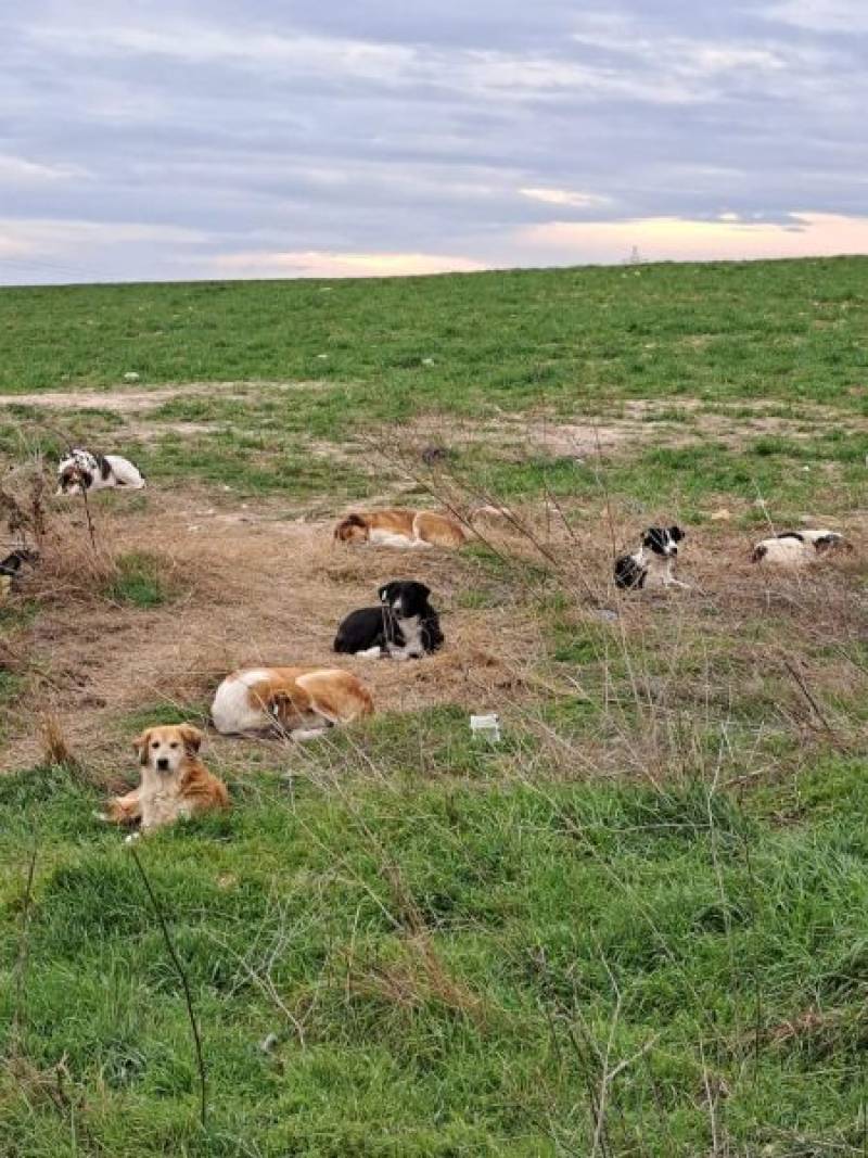 S.O.S για 500 σκύλους που αργοπεθαίνουν στη χωματερή της Ξάνθης