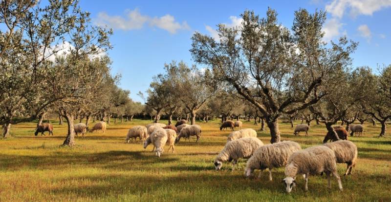 Συναγερμός για την πανώλη / Απαγορεύτηκε η μετακίνηση αιγοπροβάτων σε όλη τη χώρα / Εντοπίστηκε το πρώτο κρούσμα στην Αττική